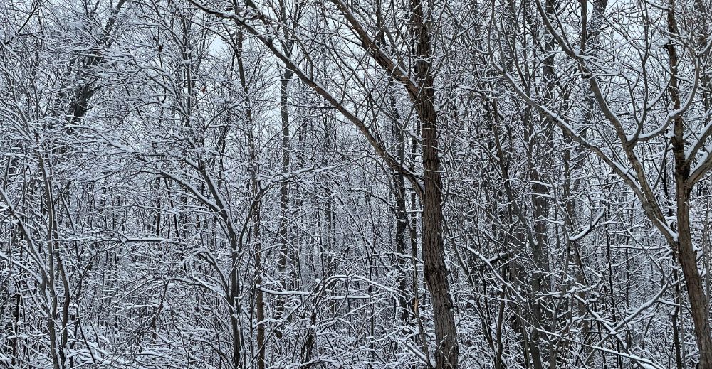 trees